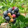 Fast Growing Trees Bushel And Berry® Blueberry Glaze™ Blueberry Bush 1 Fast Growing Trees Bushel And Berry® Blueberry Glaze™ Blueberry Bush