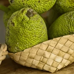 Fast Growing Trees Breadfruit