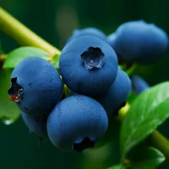 Fast Growing Trees Blueberry Bushes Brightwell Blueberry