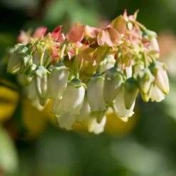 Fast Growing Trees Blueberry Bushes Brightwell Blueberry