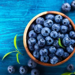 Fast Growing Trees Blueberry Bushes Brightwell Blueberry