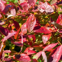 Fast Growing Trees Blueberry Bushes Brightwell Blueberry