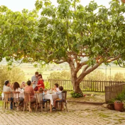 Fast Growing Trees Fig Trees Brown Turkey Fig