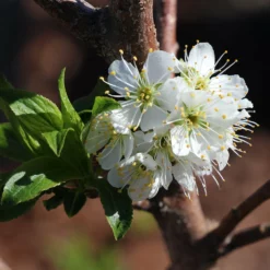 Fast Growing Trees Bubblegum 'Toka' Plum Tree Plum Trees