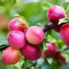 Fast Growing Trees Bubblegum 'Toka' Plum Tree Plum Trees
