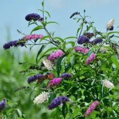 Fast Growing Trees Butterfly Magic™ Butterfly Bush See All Shrubs & Hedges
