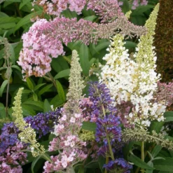 Fast Growing Trees Butterfly Magic™ Butterfly Bush See All Shrubs & Hedges