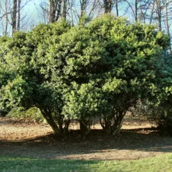Fast Growing Trees Burford Holly Shrub Holly Trees