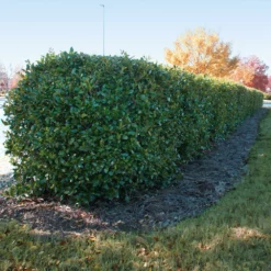 Fast Growing Trees Holly Trees Dwarf Burford Holly Shrub