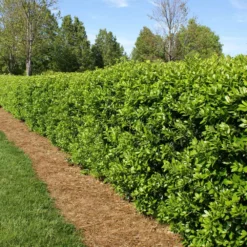 Fast Growing Trees Holly Trees Dwarf Burford Holly Shrub