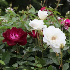 Fast Growing Trees Burgundy Iceberg And Iceberg Two-fer® Rose Tree