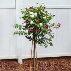 Fast Growing Trees Burgundy Iceberg And Iceberg Two-fer® Rose Tree