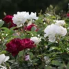 Fast Growing Trees Burgundy Iceberg And Iceberg Two-fer® Rose Tree