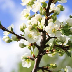 Fast Growing Trees Burgundy Plum Tree