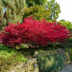 Fast Growing Trees Burning Bush See All Shrubs & Hedges