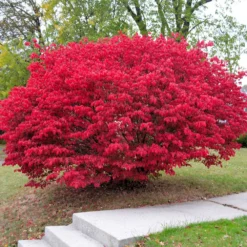 Fast Growing Trees Burning Bush See All Shrubs & Hedges