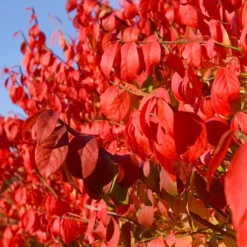 Fast Growing Trees Burning Bush See All Shrubs & Hedges