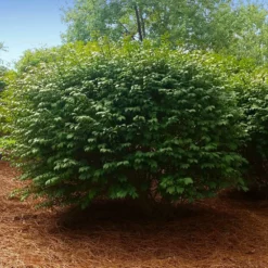 Fast Growing Trees Burning Bush See All Shrubs & Hedges