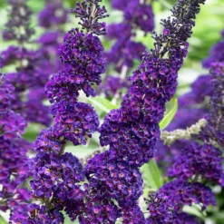 Fast Growing Trees See All Shrubs & Hedges Black Knight Butterfly Bush