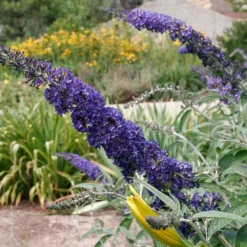 Fast Growing Trees See All Shrubs & Hedges Black Knight Butterfly Bush
