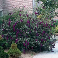 Fast Growing Trees See All Shrubs & Hedges Black Knight Butterfly Bush