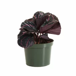 Fast Growing Trees Pet Friendly House Plants Calathea Dottie 11 Fast Growing Trees Pet Friendly House Plants Calathea Dottie