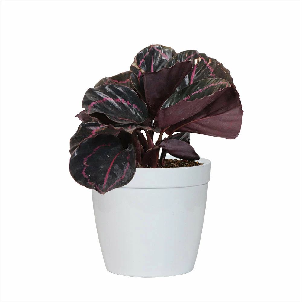 Fast Growing Trees Pet Friendly House Plants Calathea Dottie 6 Fast Growing Trees Pet Friendly House Plants Calathea Dottie
