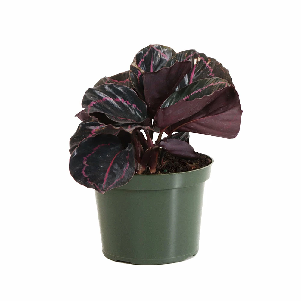 Fast Growing Trees Pet Friendly House Plants Calathea Dottie 7 Fast Growing Trees Pet Friendly House Plants Calathea Dottie