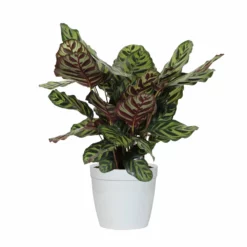Fast Growing Trees Calathea Makoyana Pet Friendly House Plants
