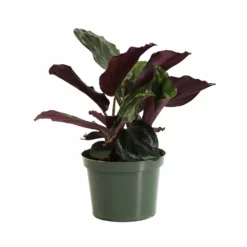 Fast Growing Trees Calathea Medallion Pet Friendly House Plants 11 Fast Growing Trees Calathea Medallion Pet Friendly House Plants