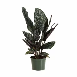 Fast Growing Trees Calathea Ornata