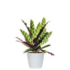 Fast Growing Trees Low Light House Plants Rattlesnake Plant
