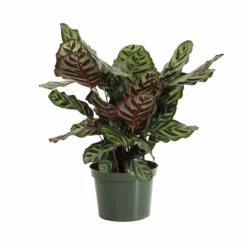Fast Growing Trees Calathea Makoyana Pet Friendly House Plants