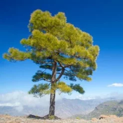 Fast Growing Trees Canary Island Pine Tree See All Evergreen & Privacy Trees