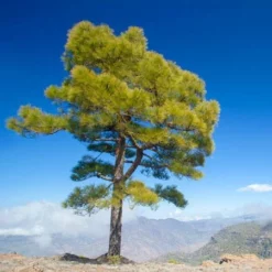 Fast Growing Trees Canary Island Pine Tree See All Evergreen & Privacy Trees