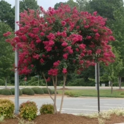 Fast Growing Trees Cherokee Crape Myrtle