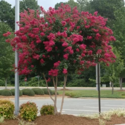 Fast Growing Trees Cherokee Crape Myrtle