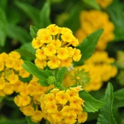 Fast Growing Trees Deer Resistant Plants Chapel Hill Yellow Lantana