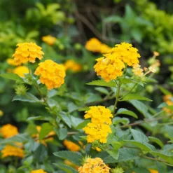 Fast Growing Trees Deer Resistant Plants Chapel Hill Yellow Lantana