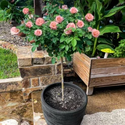 Fast Growing Trees Rose Trees Cherish Rose Tree