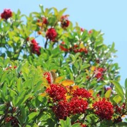 Fast Growing Trees Chindo Sweet Viburnum Shrub