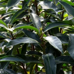 Fast Growing Trees Chindo Sweet Viburnum Shrub