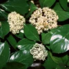 Fast Growing Trees Chindo Sweet Viburnum Shrub
