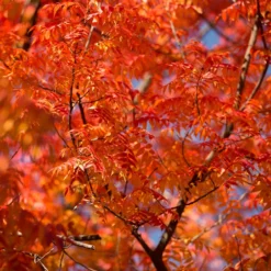 Fast Growing Trees See All Shade Trees Chinese Pistache Tree