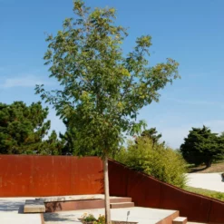 Fast Growing Trees See All Shade Trees Chinese Pistache Tree