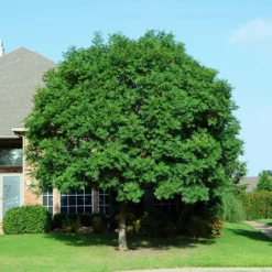 Fast Growing Trees See All Shade Trees Chinese Pistache Tree