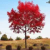 Fast Growing Trees See All Shade Trees Chinese Pistache Tree