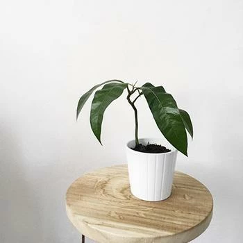 Fast Growing Trees Mango Trees Condo Mango Tree 3 Fast Growing Trees Mango Trees Condo Mango Tree