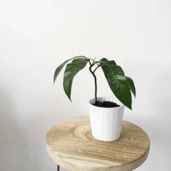 Fast Growing Trees Mango Trees Condo Mango Tree 5 Fast Growing Trees Mango Trees Condo Mango Tree