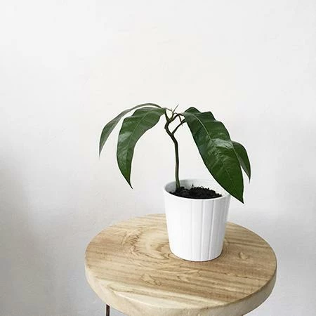 Fast Growing Trees Mango Trees Condo Mango Tree 4 Fast Growing Trees Mango Trees Condo Mango Tree